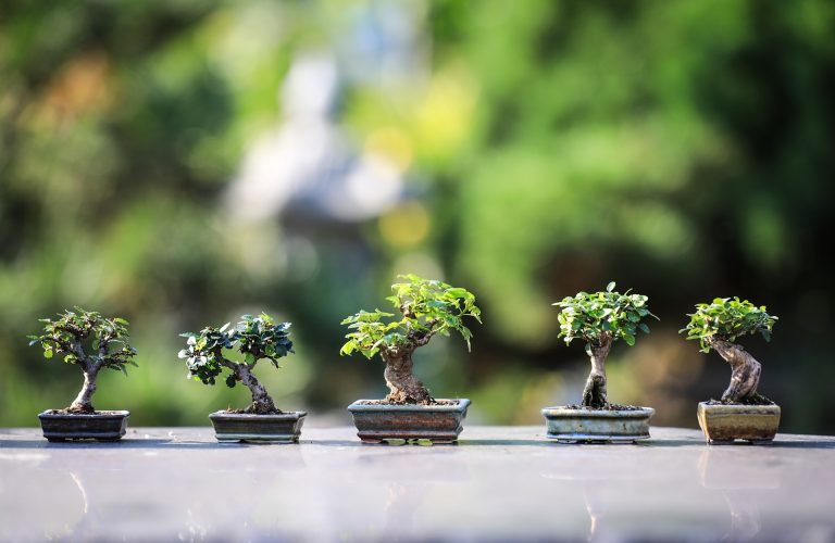 Tips For Sprinkling a Bonsai Tree